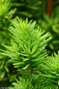 Taxus ×media 'Masa' - Polish Nurserymen Association