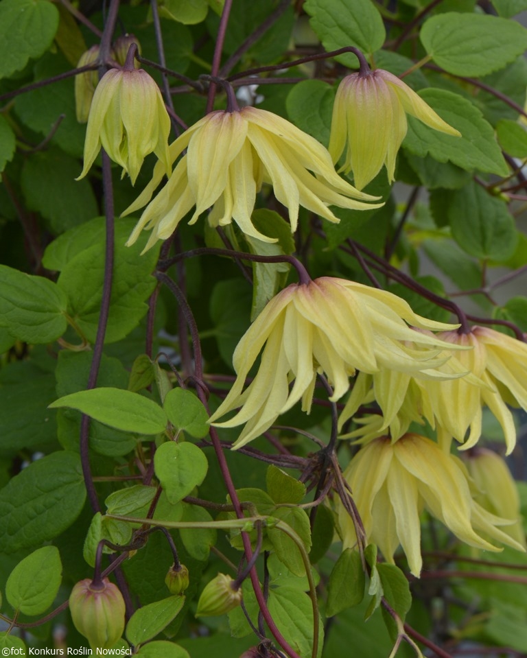 Clematis ‘Golden Dream’ PBR - Polish Nurserymen Association