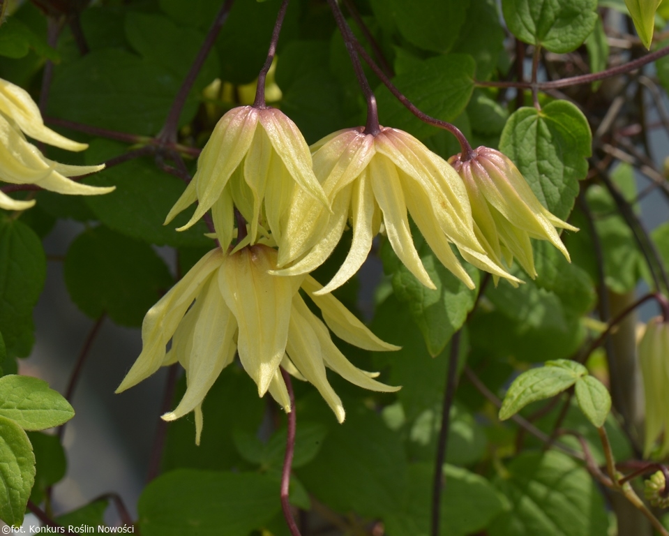 Clematis ‘Golden Dream’ PBR - Polish Nurserymen Association